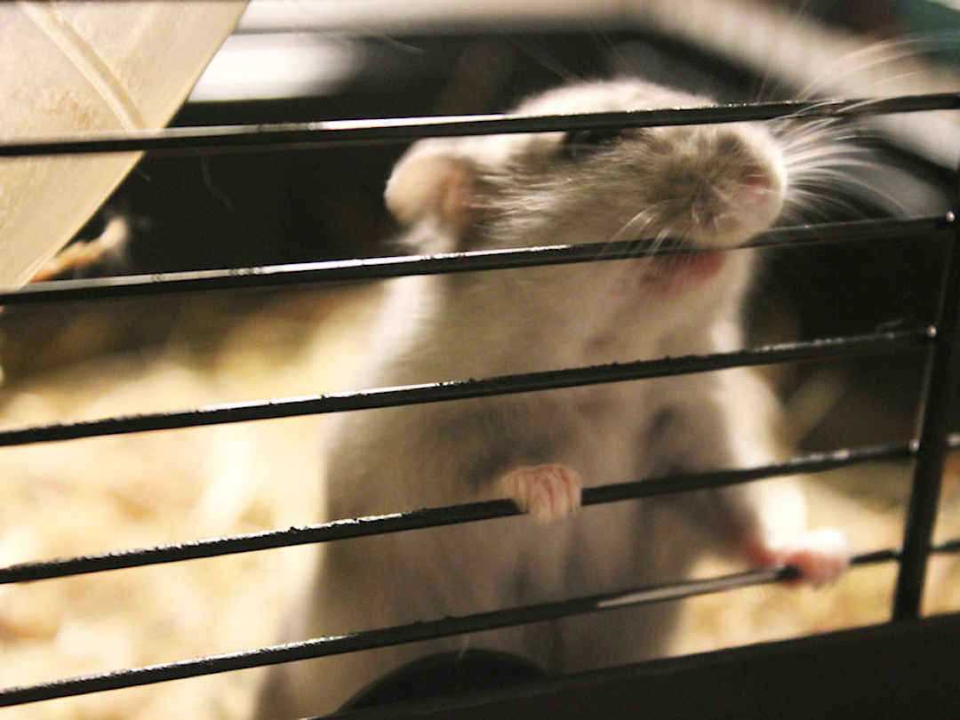 Hamster Hamster