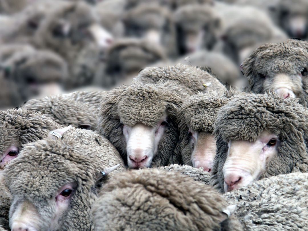Merino Sheep Merino Sheep