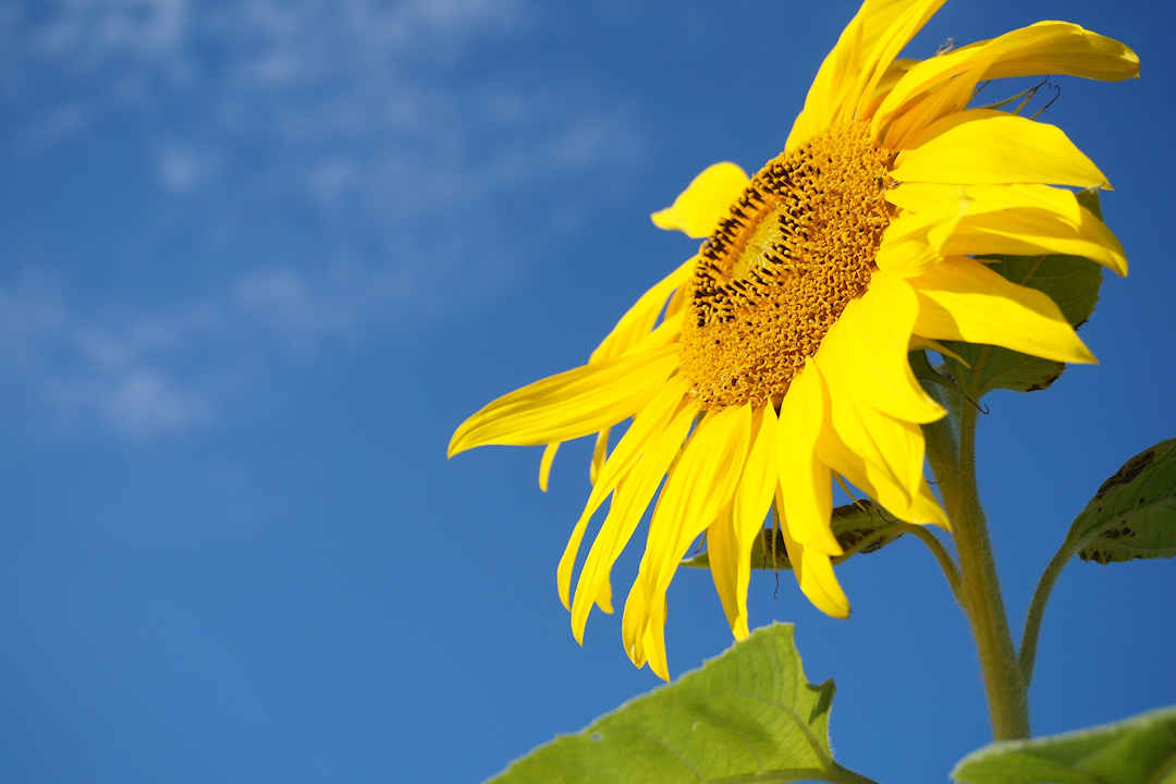 Tired of the daily grind? How adopting minimalism changed our lives