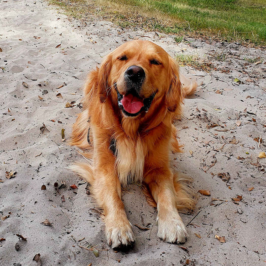 Golden Retriever named Action lying on sandy ground, smiling with eyes closed.
