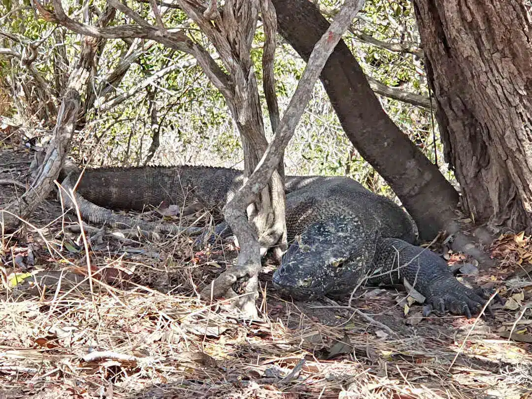 Komodo dragon resting under trees