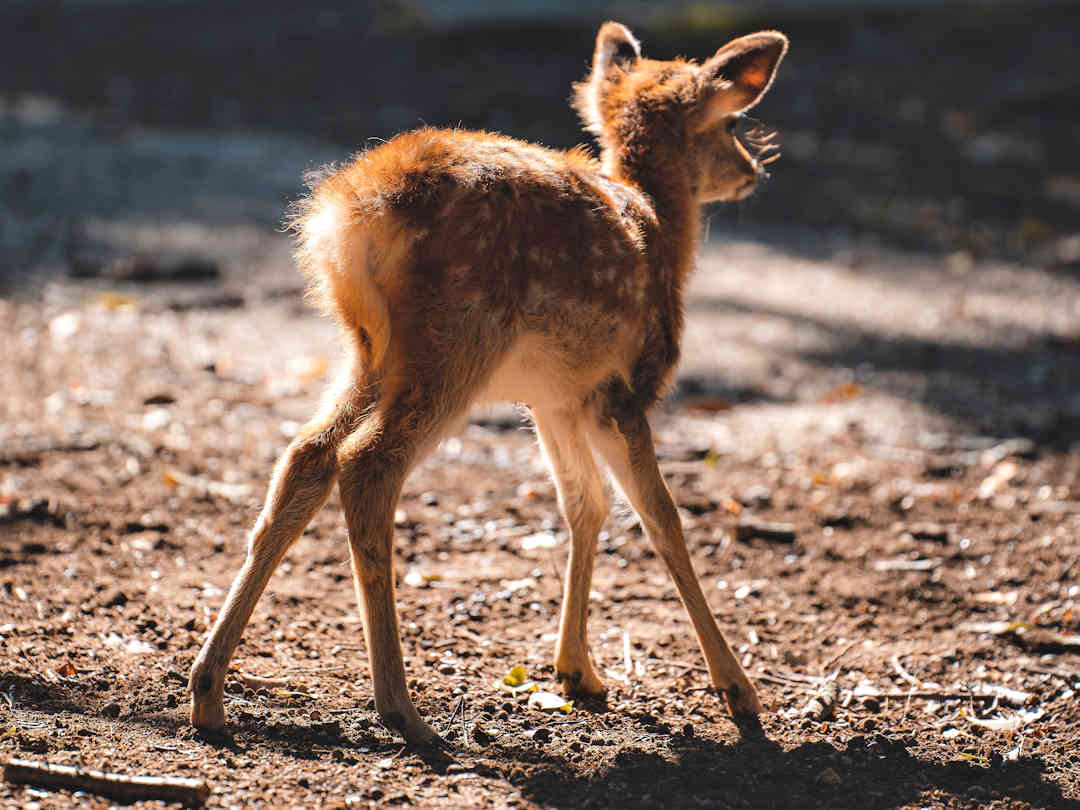 baby deer in nara by willian justen de vasconcellos on unsplash