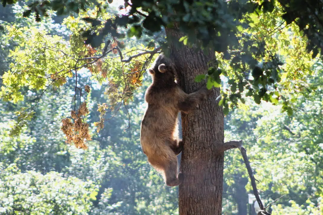 bear at libearty sanctuary by nicolas vollmer on wikimedia commons Brown Bear Rescued from Captivity Climbing a Tree at Libearty Sanctuary near Brașov
