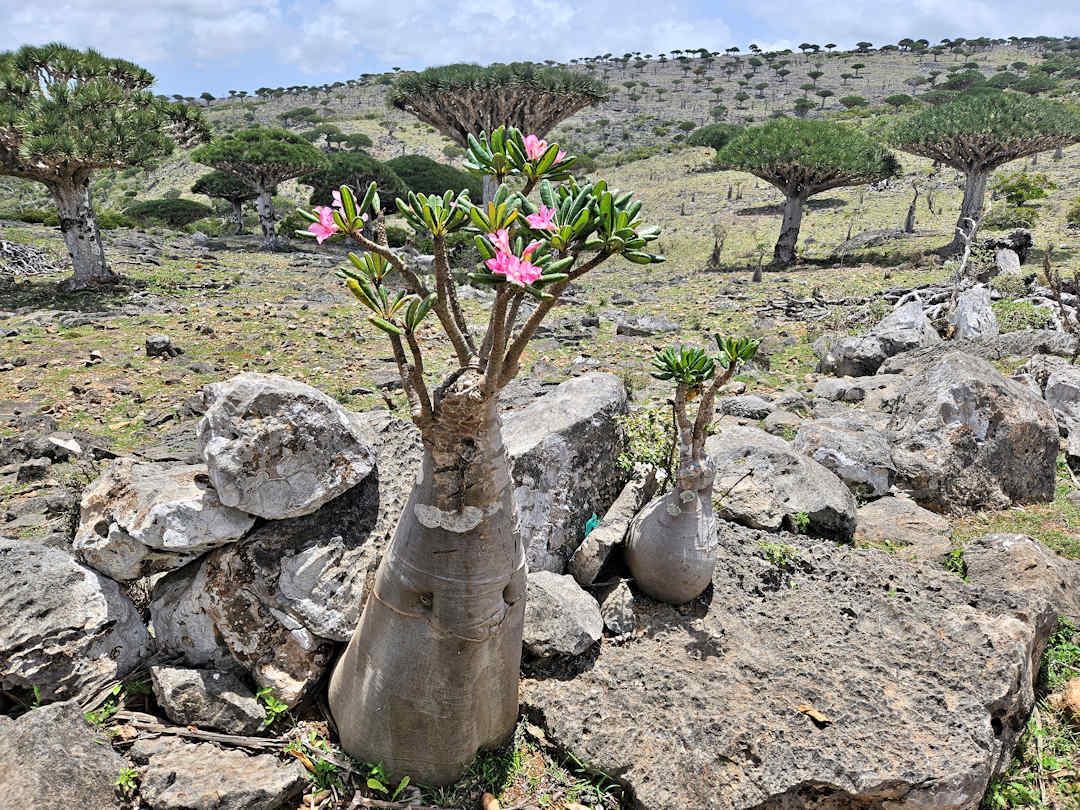 blooming desert rose Socotra landscape with dragon blood trees.