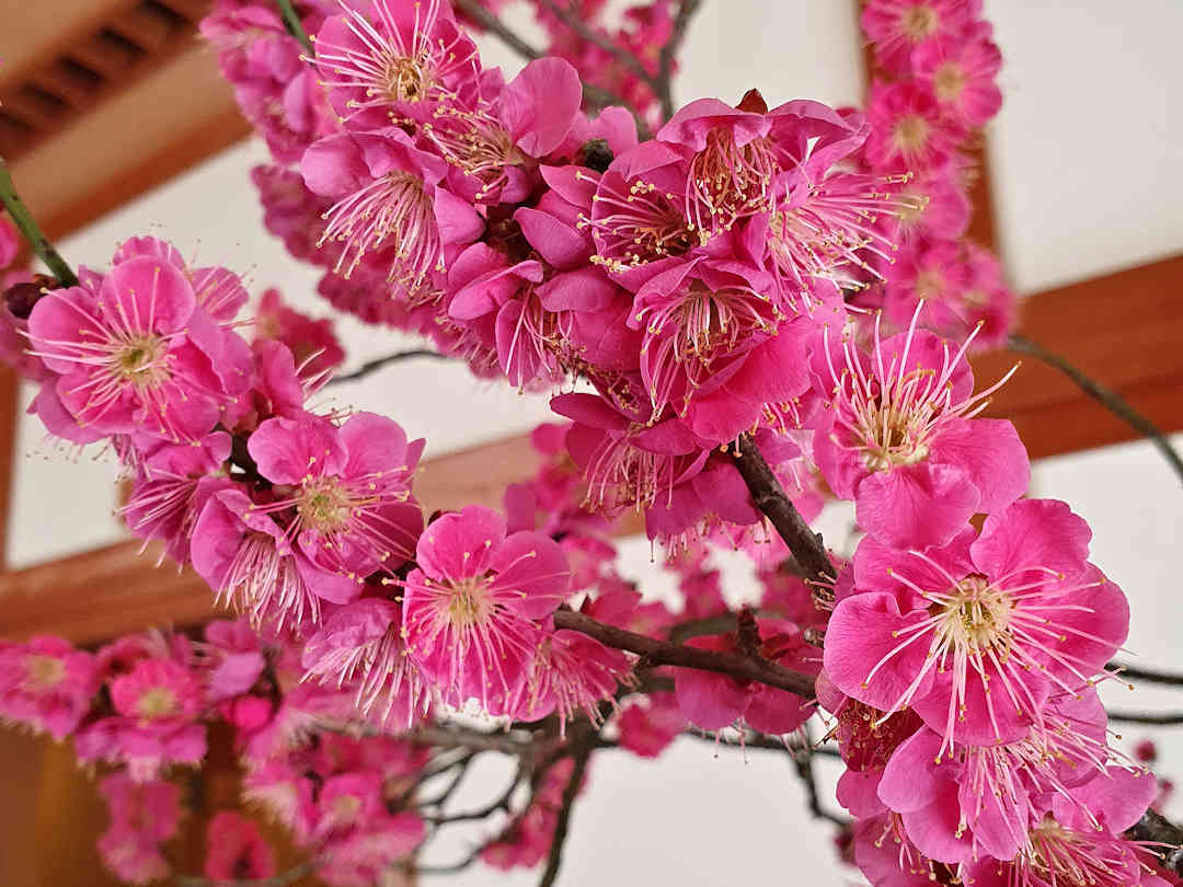 blooming plum bonsai at koko en blooming plum bonsai at koko en