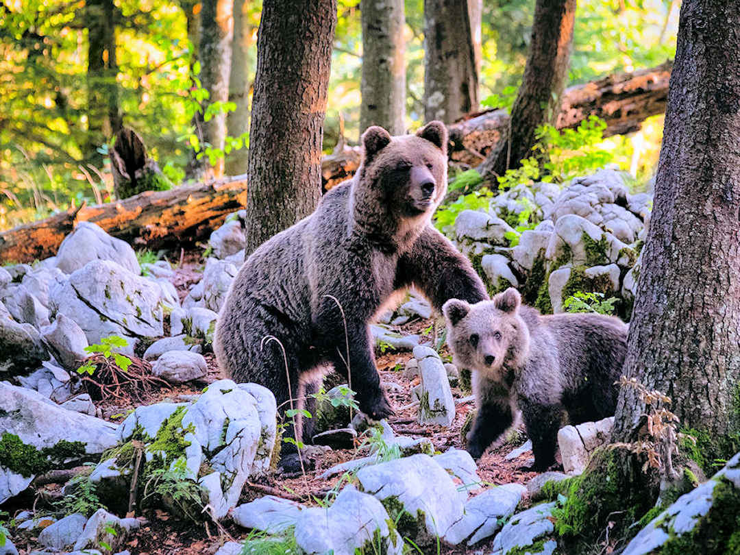 brown bear mother and cub in slovenia by marco secchi on unsplash