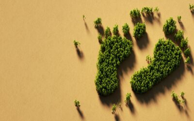 50+ simple and effective ways to reduce your carbon footprint in 2024
