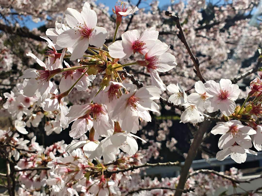 cherry blossoms on nakasendo