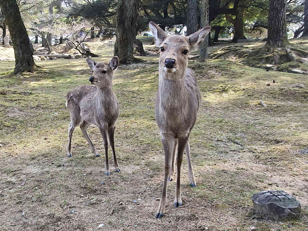 deer in nara park