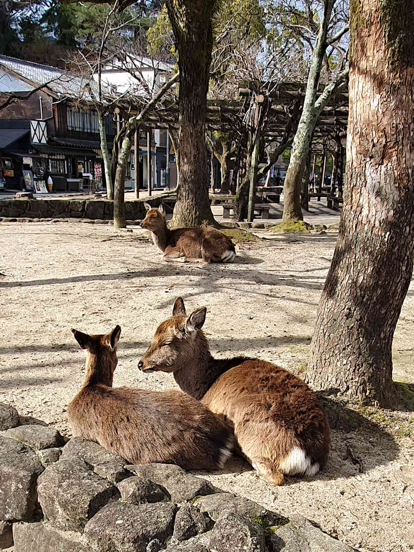 deer on miyajima