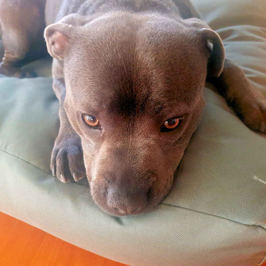 Blue Staffordshire Bull Terrier named Diggity resting on a cushion, looking up with soulful eyes.