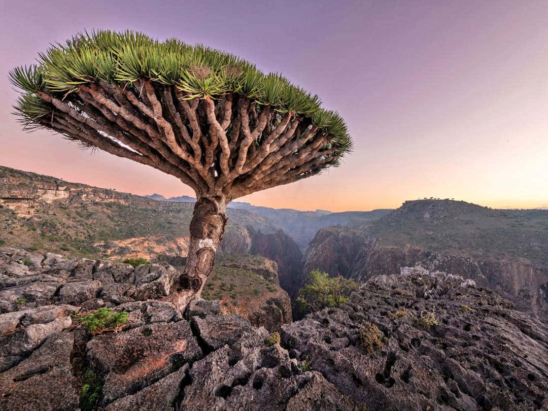 diksam plateau by andrew svk on unsplash Dragon tree in rocky canyon landscape at sunset
