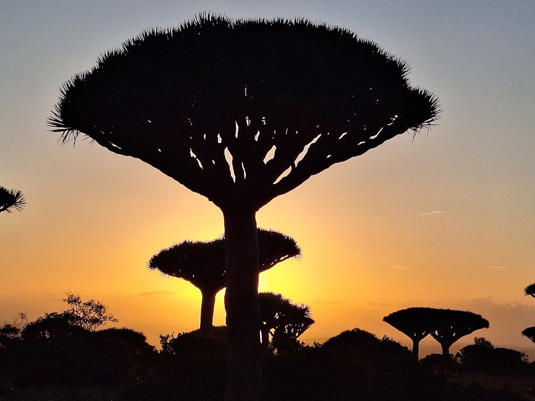 Socotra Travel Guide: 21 Essential Insider Tips To Know Before You Go