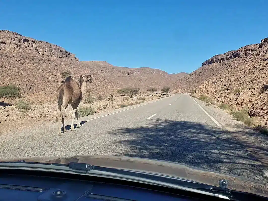 Dromedar near Tinfou Camel walking on desert road