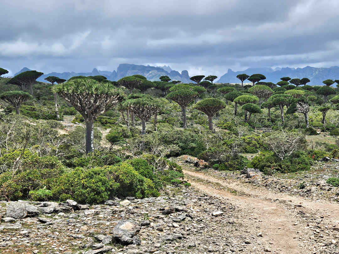 firmhin forest Dragon's blood trees in Socotra landscape