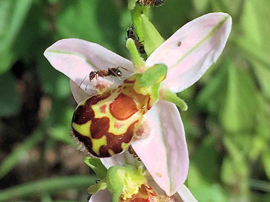 flowers and ants at plitvice lakes