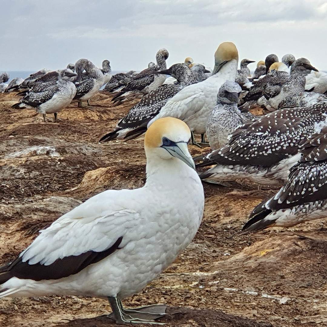 Colony of gannets resting on rocky shore