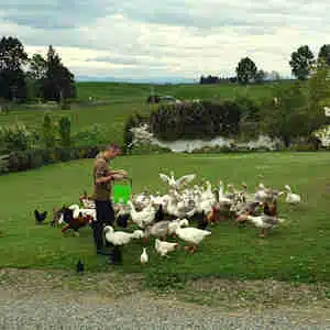 Man feeding a large flock of geese and chickens on a grassy field in Te Onepu, New Zealand.