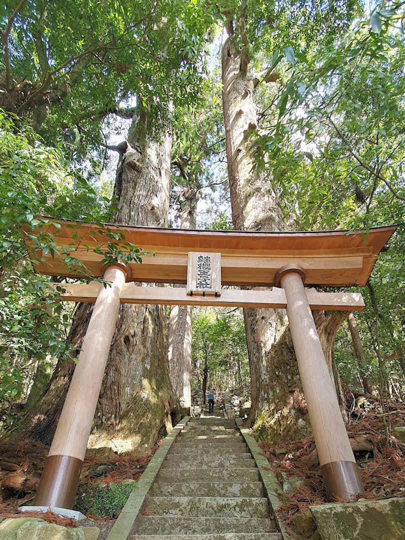 giant cedar trees at tsugizakura oji
