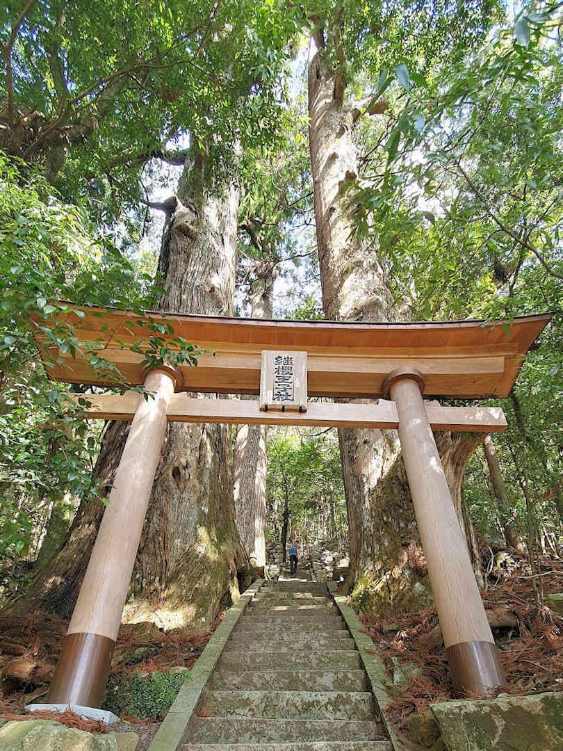 giant cedar trees at tsugizakura oji giant cedar trees at tsugizakura oji