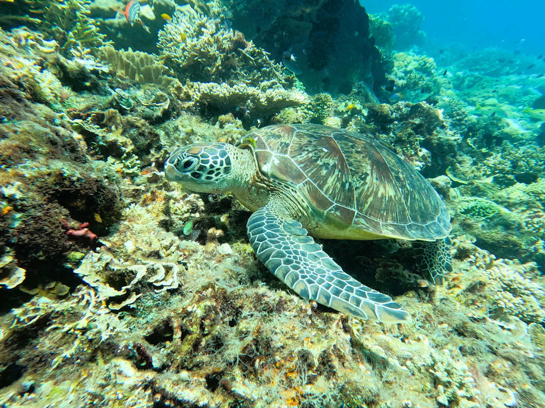 Green Sea Turtle