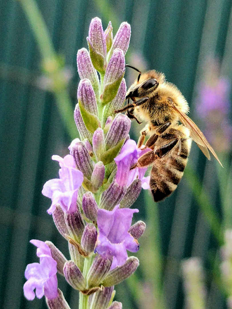 honey bee in slovenia by ksenija rivo on unsplash