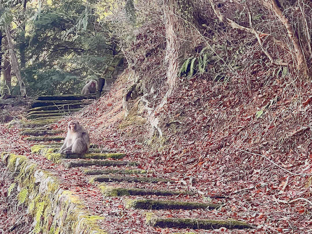 japanese macaques near nagiso japanese macaques near nagiso