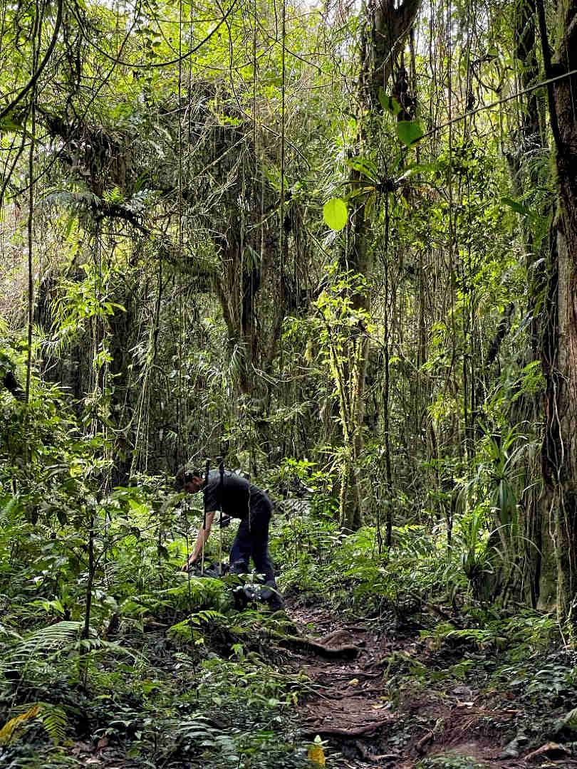 jungle path from tetebatu