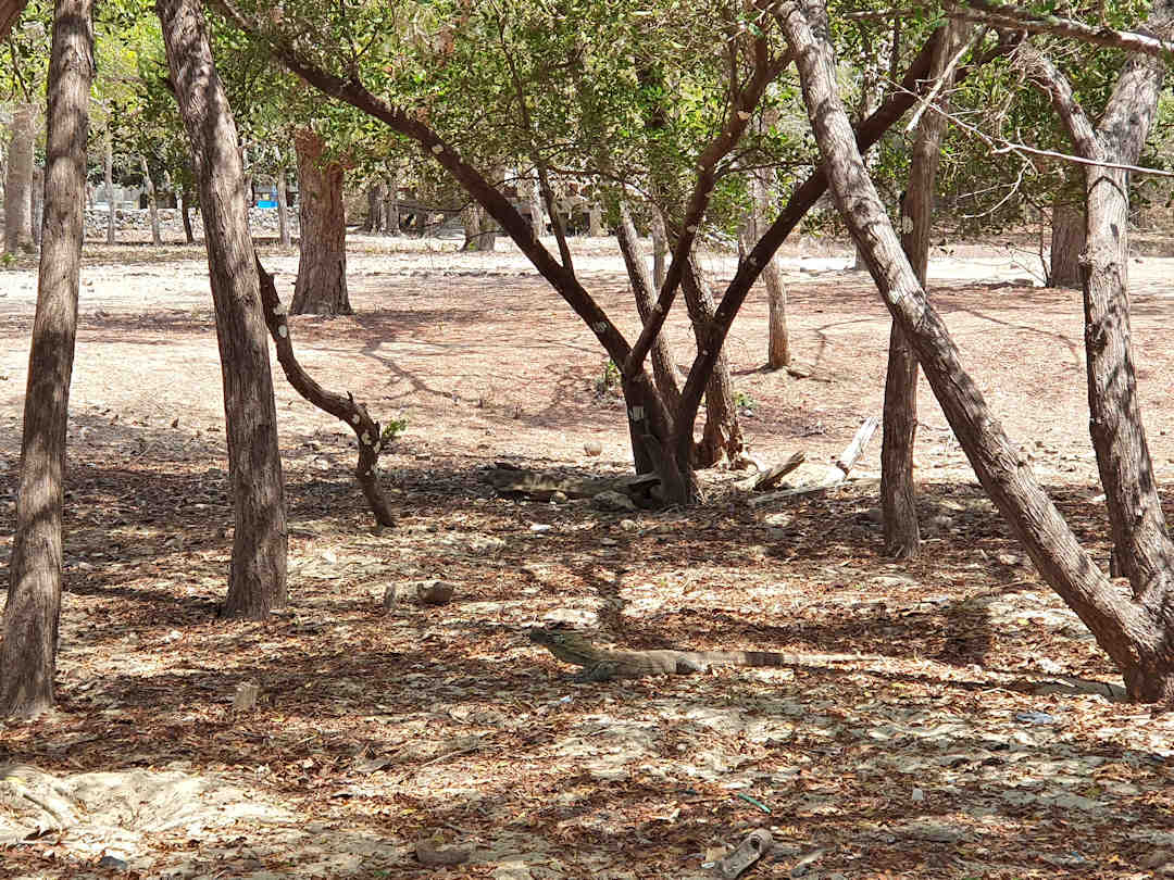 juvenile komodo dragon on komodo island