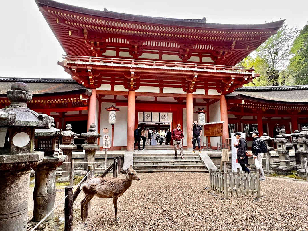 kasuga taisha in nara by jennie ryken