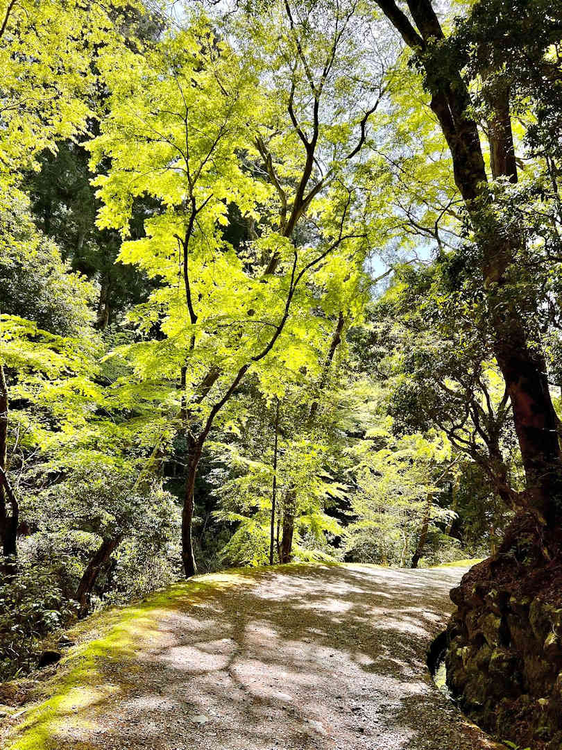 kasugayama primeval forest1 by jennie ryken