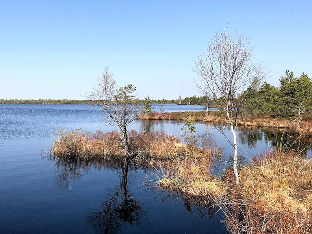 koigi bog saaremaa