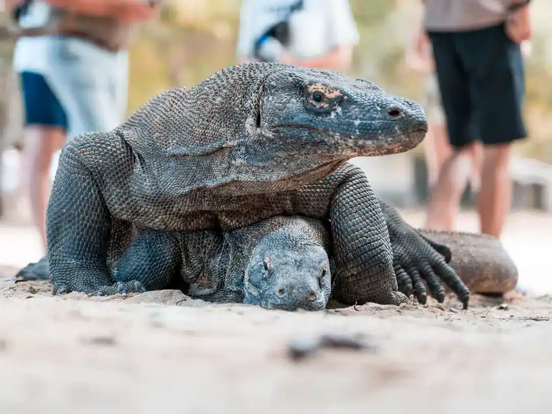 komodo dragon on top of another image courtesy of ivan uriarte