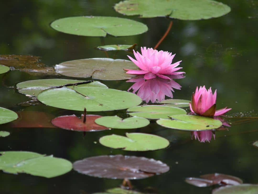 lillies