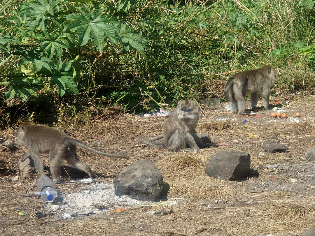 macaques rummaging through rubbish on mt rinjani