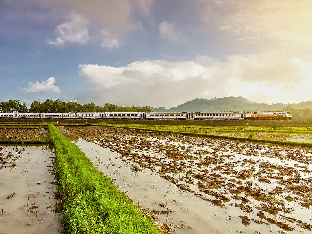 malabar train travelling past rice paddies