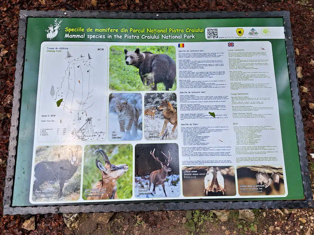 mammals information board in piatra craiului np Educational Signboard Showing Mammals Found in Piatra Craiului National Park