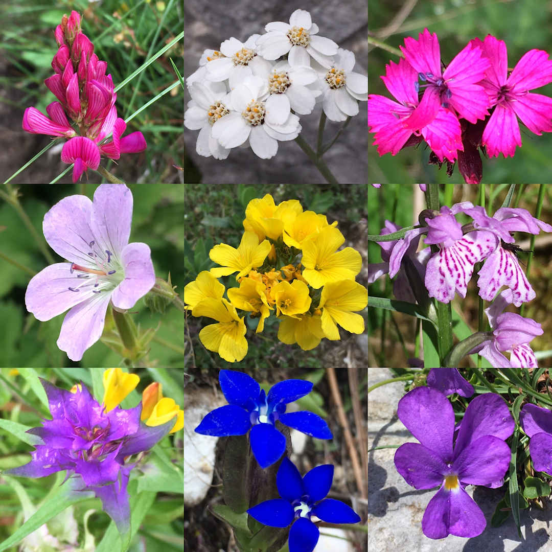 montenegro fllowers montenegro fllowers