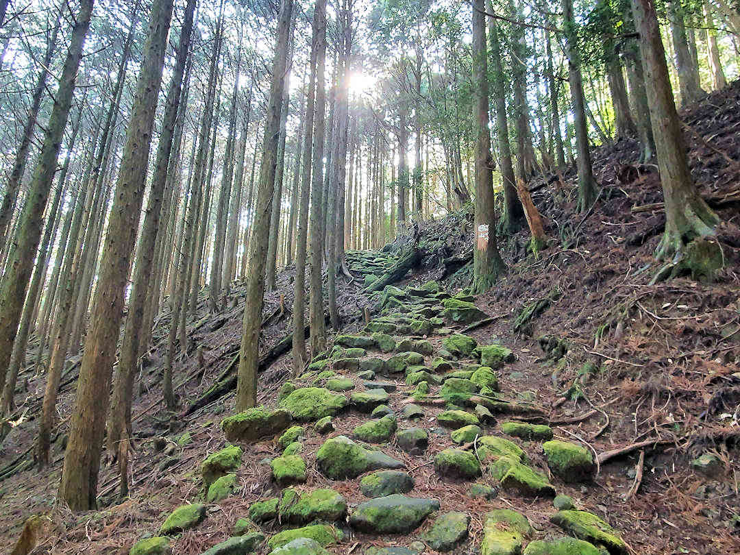 moss covered stone path on kumano kodo