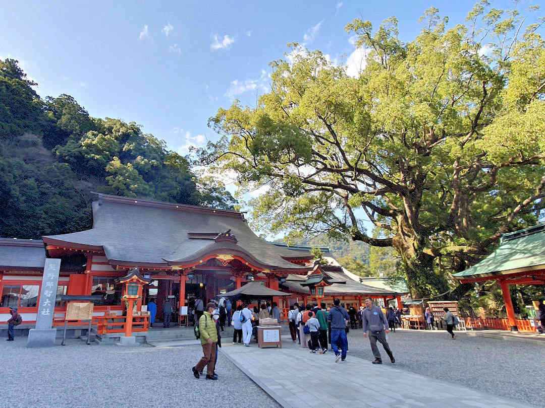 nachi taisha with old camphor tree nachi taisha with old camphor tree