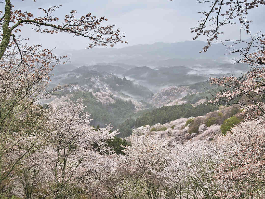 nara scenery in spring by kanenori on pixabay