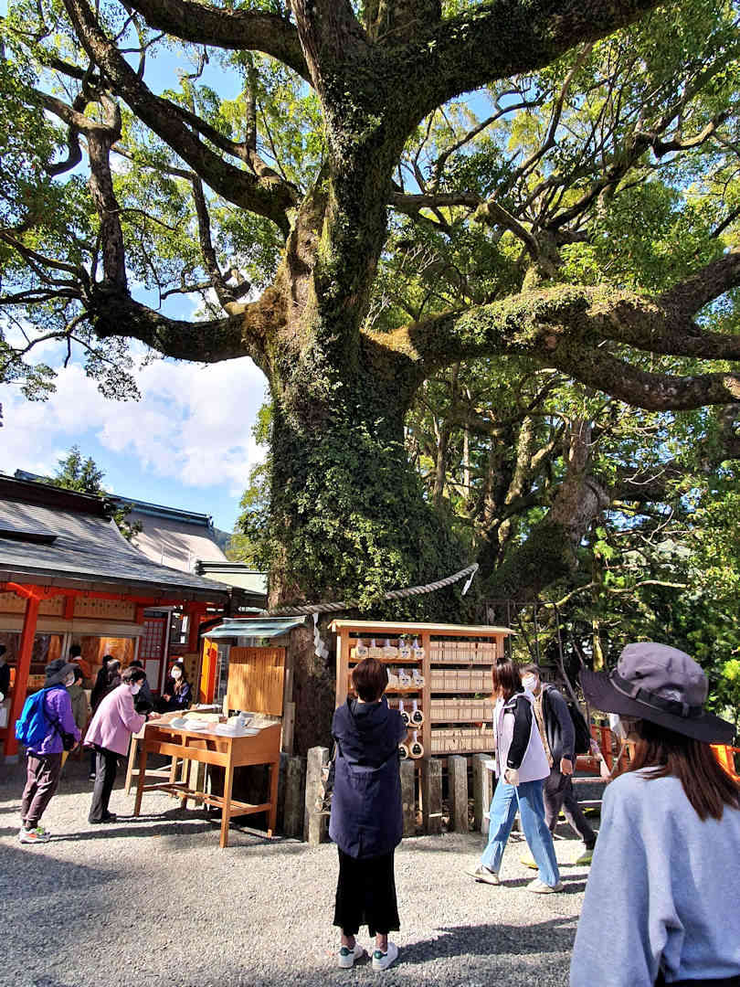 old camphor tree at nachisan old camphor tree at nachisan