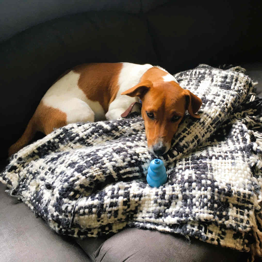 Jack Russell named Ollie lying on a cosy blanket with a blue toy in front of him in 2017.