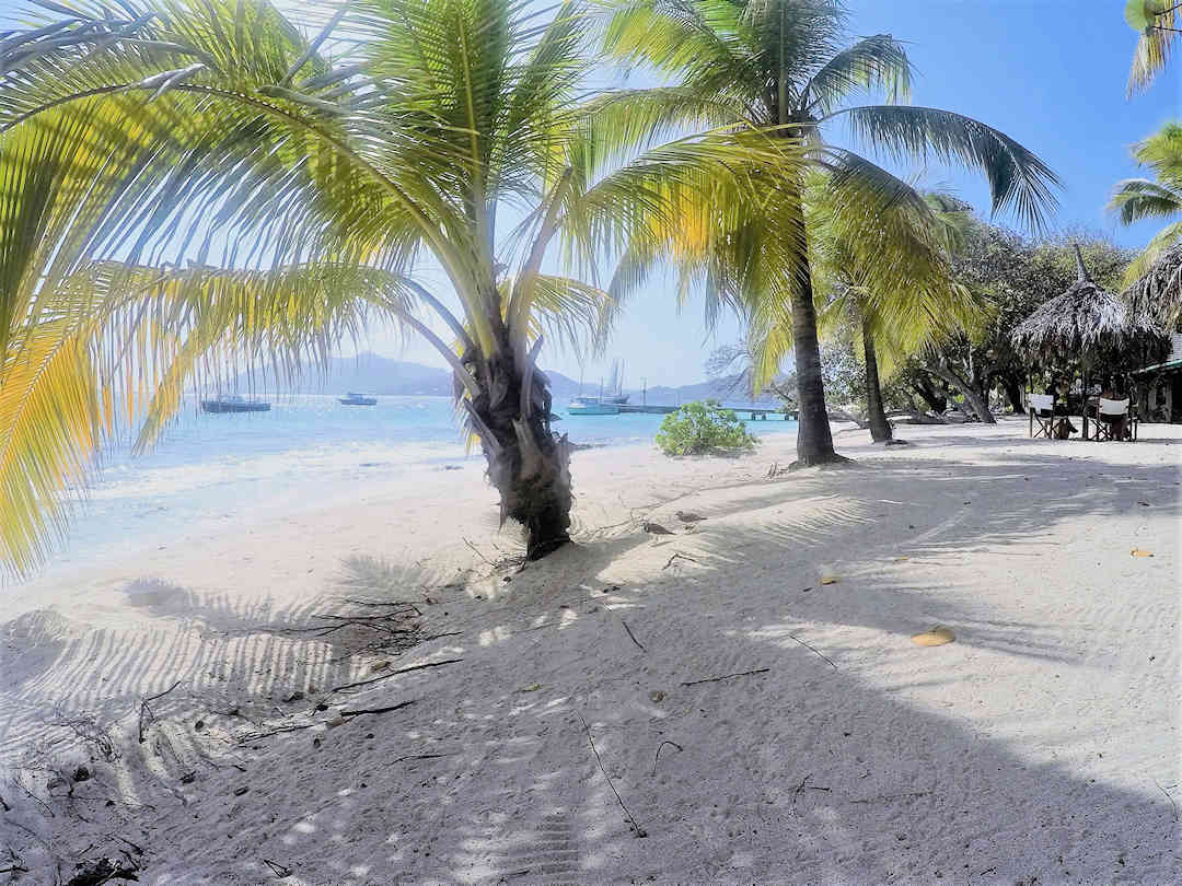 Palm Island Palm trees Palm Island Palm trees
