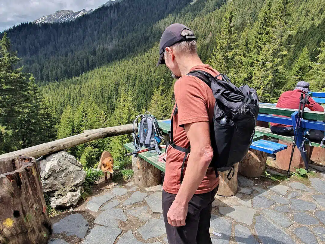 paul and fox at cabana curmătura Hiker Observing a Wild Fox Near Picnic Benches at Cabana Curmătura in Piatra Craiului National Park