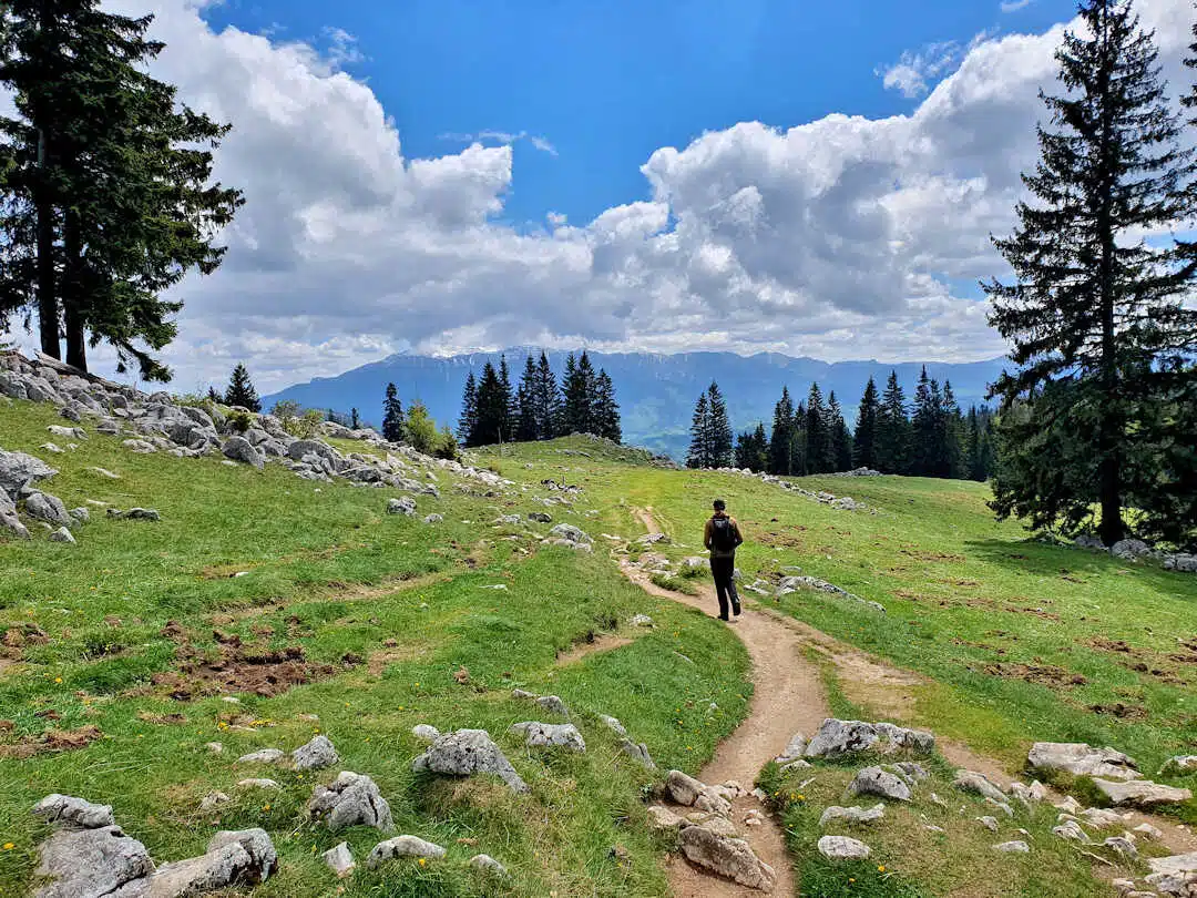 paul walking through alpine meadow Solo Hiker on a Trail Through Alpine Meadow with Pine Trees and Mountain Views in Piatra Craiului
