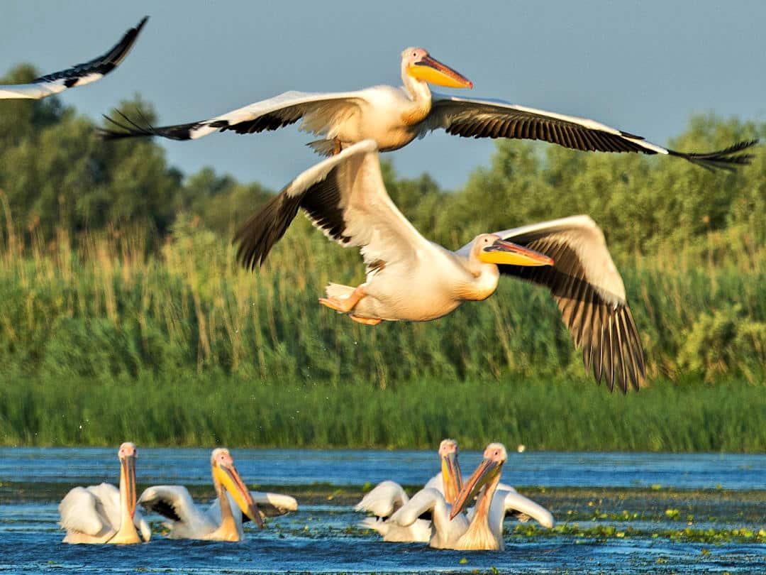 Nature’s Paradise: How to explore the Danube Delta by boat, kayak, bike and on foot