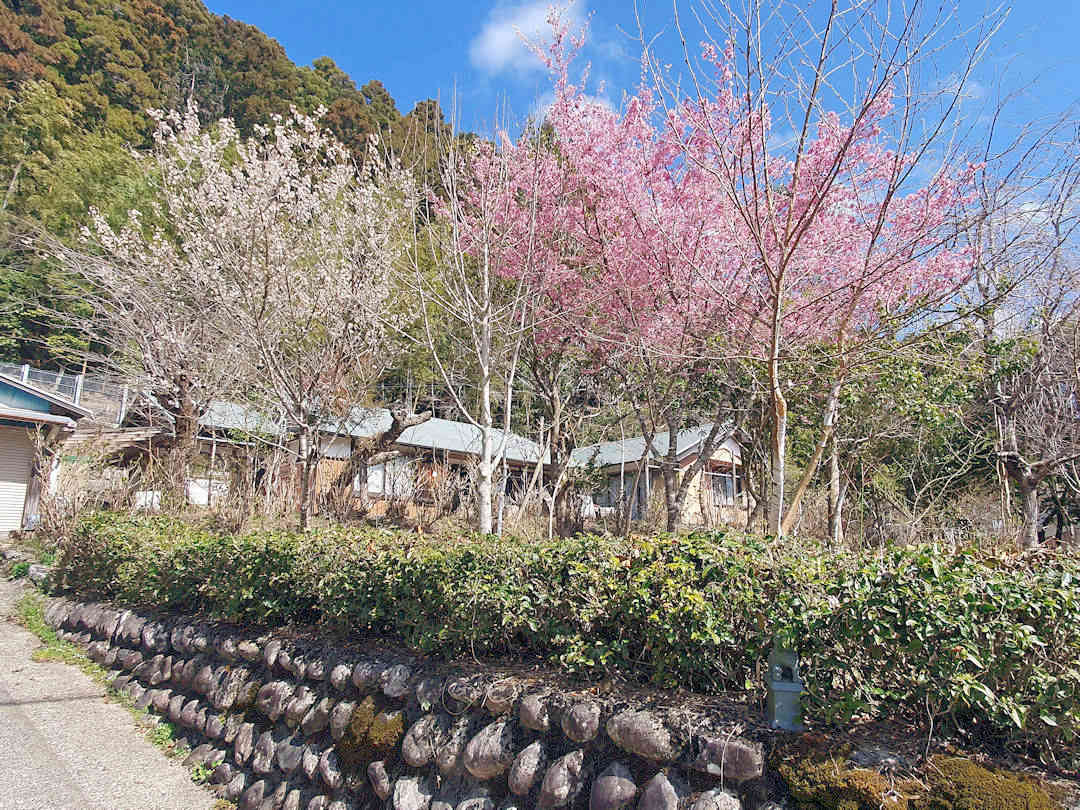 plum blossoms along kumano kodo