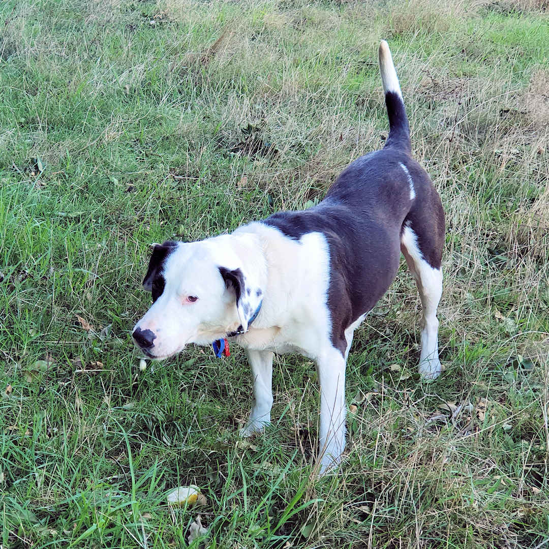 Black and white Labrador cross named Sam standing alert on a grassy field.