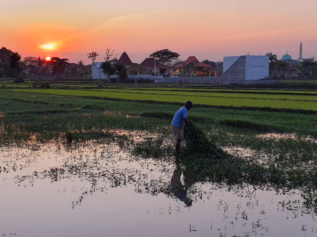 sunset over rice paddy